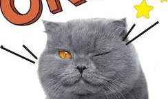 博士貓娛樂爆料是真的嗎,真相揭秘，是真是假？